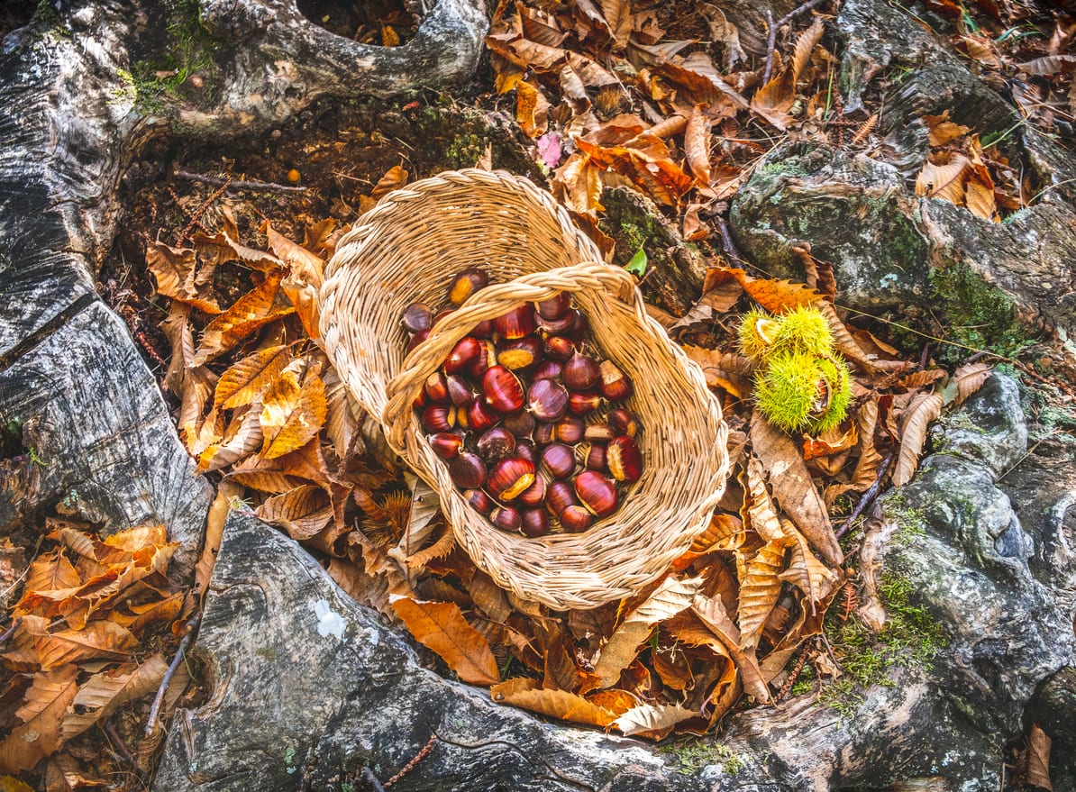 Ne confondez plus les châtaignes avec les marrons